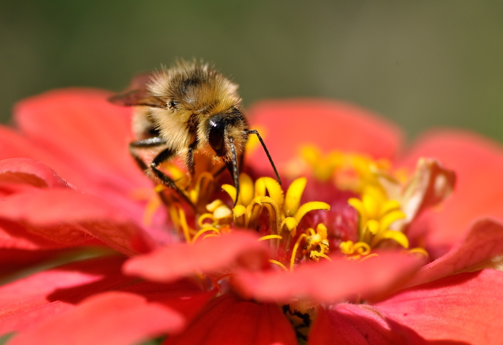 A honeybee on a marigold. Most of the food we eat requires pollination, and bees do most of that work.