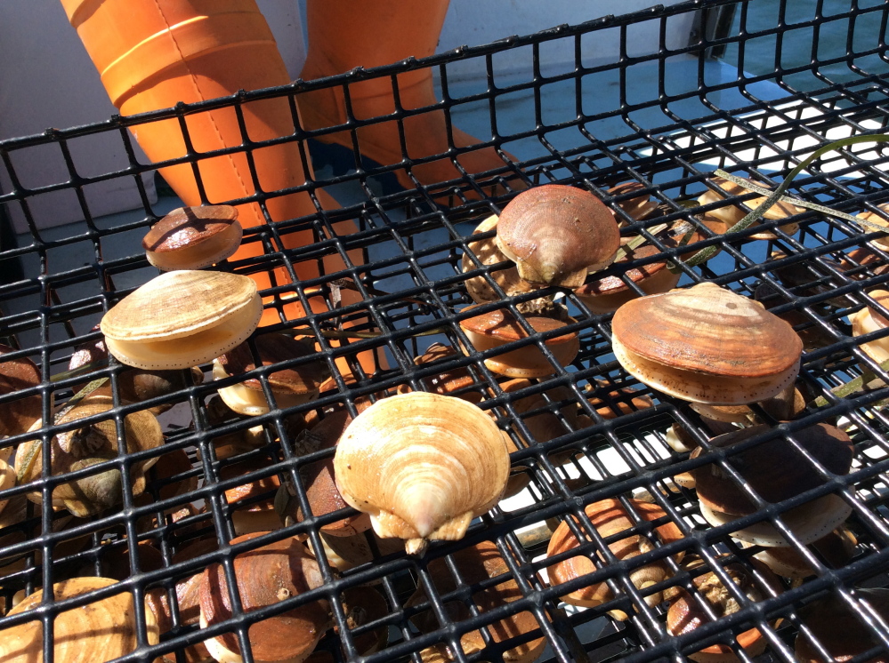 Aquaculturist Nate Perry grows scallops at Kettle Cove in Cape Elizabeth under a grant to develop a product for Maine restaurants. They are smaller than the meaty dayboat and diver sea scallops that started coming to market last week.