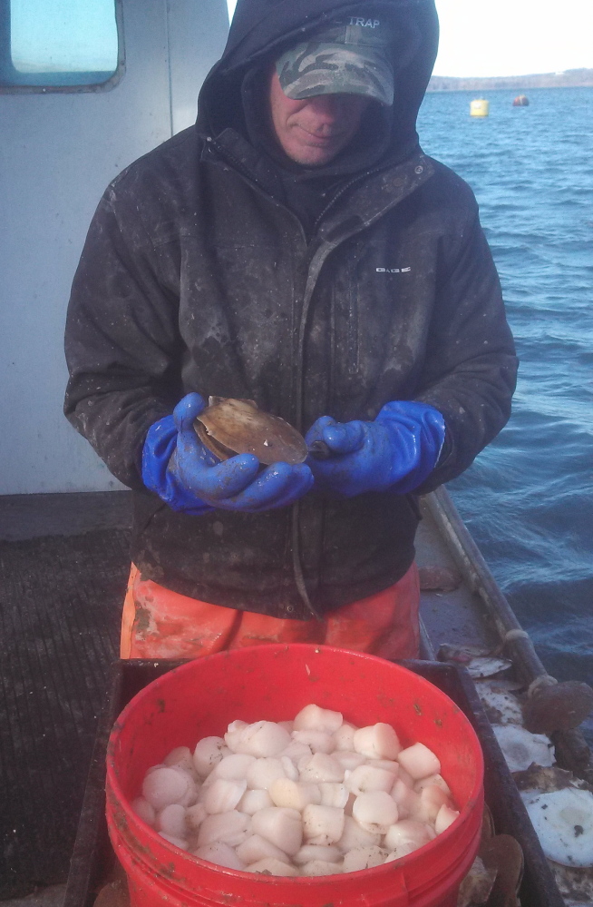 Kristan Porter cuts freshly caught sea scallops from their shells in Cobscook Bay aboard the boat he captains, the Brandon Jay. Some of the catch is shipped overnight to out-of-state buyers.