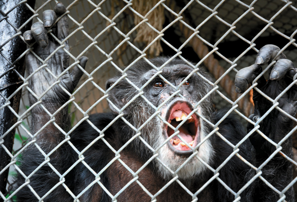 Tommy, a chimpanzee, lives alone in a cage at his home in Gloversville, N.Y. A chimpanzee is not entitled to the rights of a human, a court ruled Thursday.