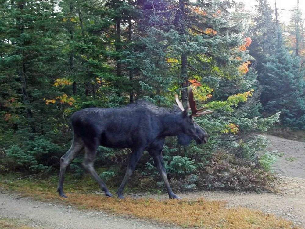 New England’s autumn moose hunting tradition is attracting fewer prospective hunters as the moose population declines and sportsmen lose patience with the long odds of getting a coveted permit.
