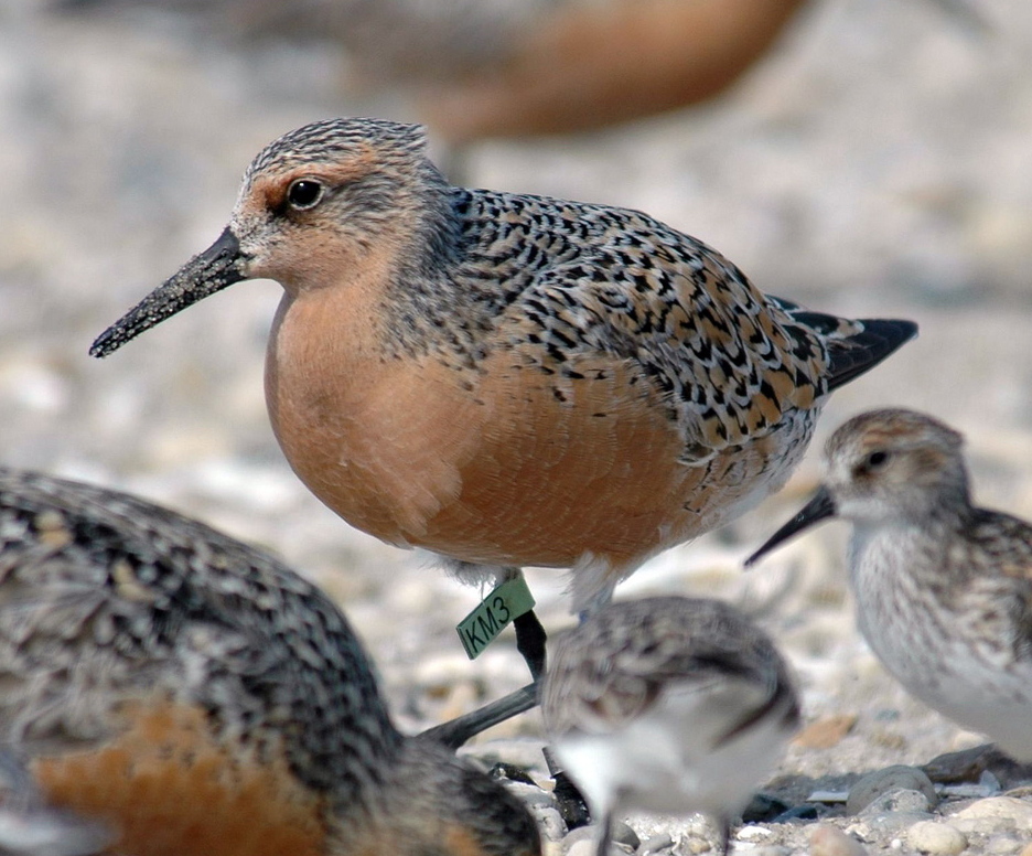 Populations of the red knot are down as much as 75 percent since the 1980s, officials say. The birds are entitled to new federal protections with their “threatened” status.