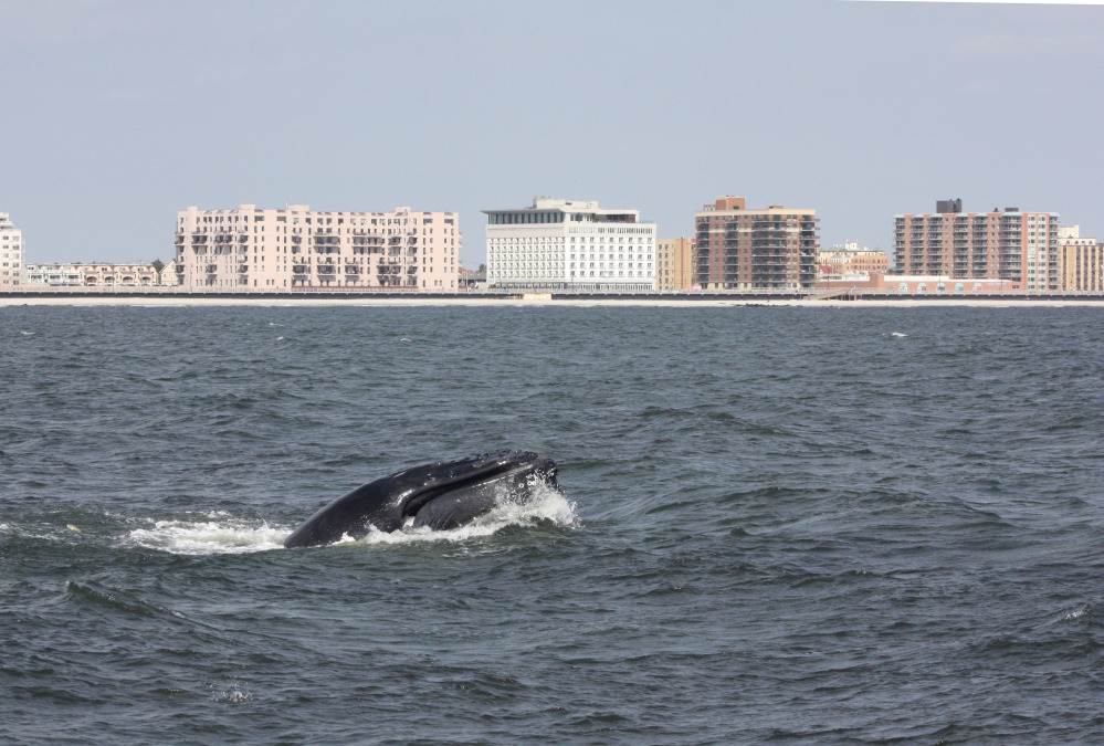 A humpback whale surfaces in the Atlantic Ocean just off the Rockaway peninsula near New York City.