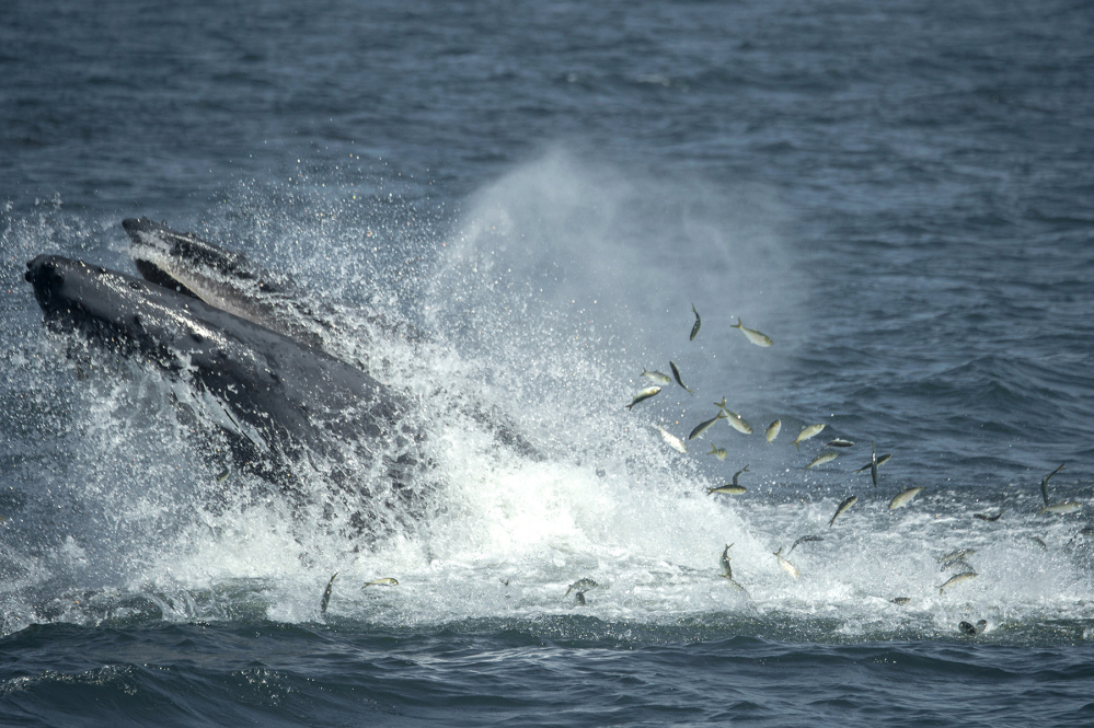 A humpback whale breaks the surface in the waters through a school of fish six miles off the coast of New York City.