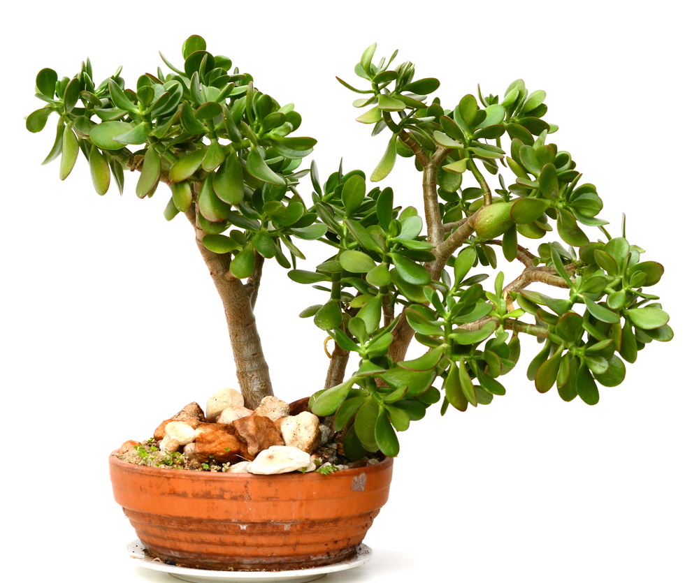 Jade plant: Stunning and easy to care for.