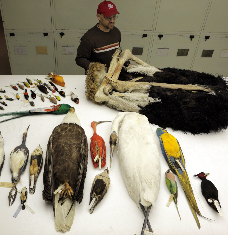 Birds displayed at the National Museum of Natural History in Washington include species analyzed by scientists mapping DNA to learn their evolutionary links.