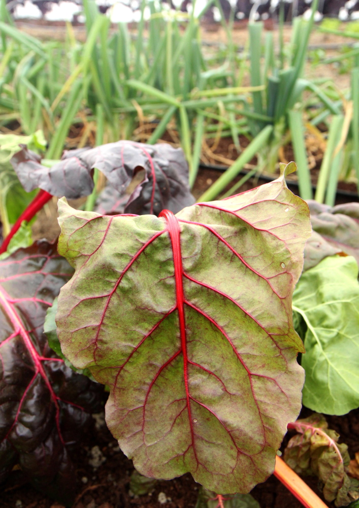Some chard inside an unheated greenhouse, called a high tunnel, at Kennebec Valley Community College’s Harold Alfond Campus in Hinckley on Friday. KVCC is the only community college in Maine with a sustainable agriculture program.