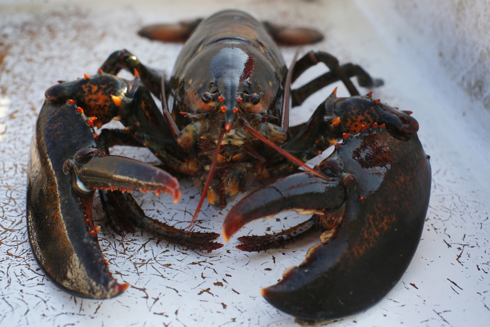 The 2014 lobster fishing season appears to have resulted in a lower total catch than the previous two years – meaning slightly higher prices for consumers – but it remained a productive year, lobstermen say.