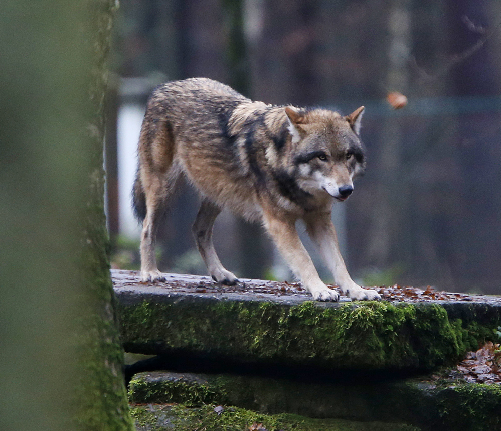 A European wolf stands on a rock in a wildlife park in Hanau, Germany. Many large carnivores are living in human-dominated areas of Europe, too, scientists say.