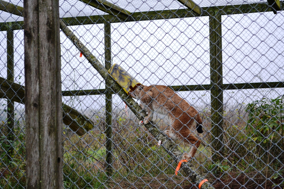 A photo obtained from the U.S. Fish and Wildlife Service through a Freedom of Information Act request shows a captive lynx accessing a simulated trap on a leaning pole setup. The leaning pole is intended to prevent lynx from being caught in traps. The photo was taken during a 2011 study that was conducted in Maine under Fish and Wildlife Service supervision.