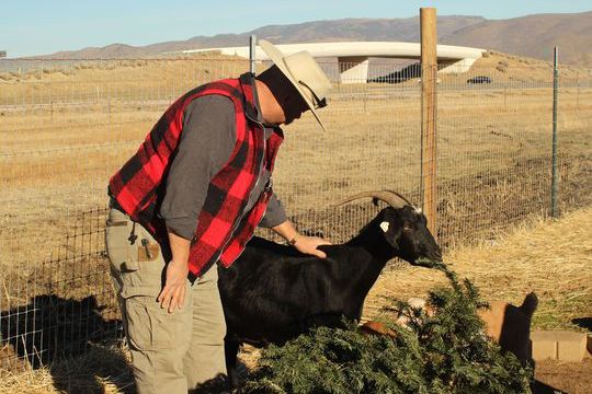 Vince Thomas, founder of Goat Grazers, pets his goat Daisy as she eats a Christmas tree in Reno, Nev., on Tuesday. He said discarded trees pose a fire hazard in the dry area.