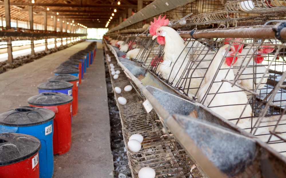Starting Jan. 1, California will require at least 67 square inches of living space for caged hens – 8 inches square.
