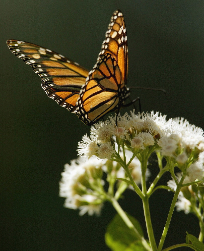 A monarch butterfly sits on a flower in the El Rosario butterfly sanctuary in Mexico. Scientists believe more have migrated from Canada to Mexico than last year.