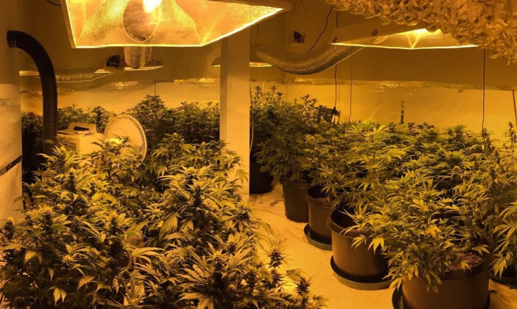 Police say the marijuana they found growing in a building in Lewiston would be worth more than $100,000 if sold on the street.