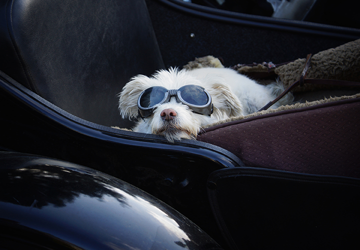 Dixie rides in a sidecar in Visalia, Calif., in this photo provided by filmmaker Eric Ristau.