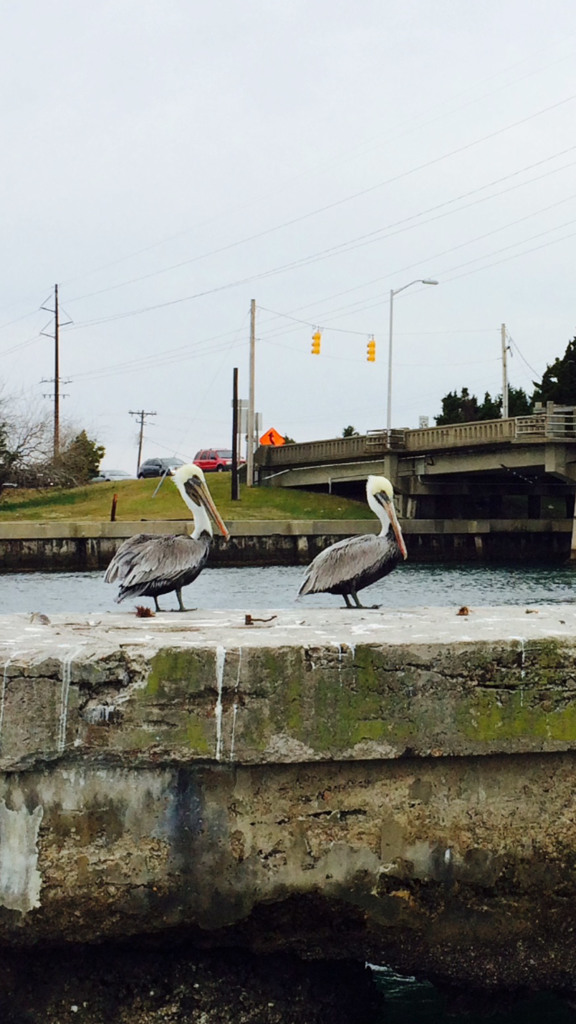Pelicans at rest near a bridge overpass.