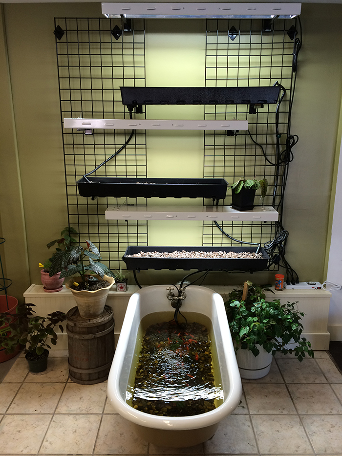 High Wire Hydroponics' Sean Hegarty says he  liked the vintage claw-foot tub because "we wanted it to be unique, and we wanted it to be a working hydroponic system to show people at the store how simple it can be." Courtesy photo