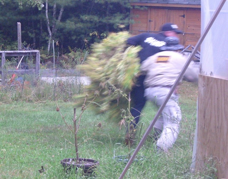 An image from a security camera shows thieves running off with a mature marijuana plant from a licensed grower in Winterport in September.