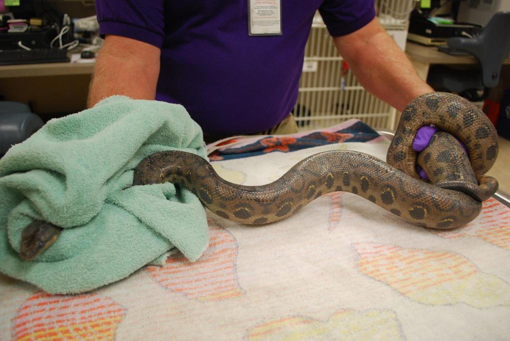 The Colombian rainbow boa that emerged from a San Diego office toilet is currently being held at an animal care facility in San Diego.