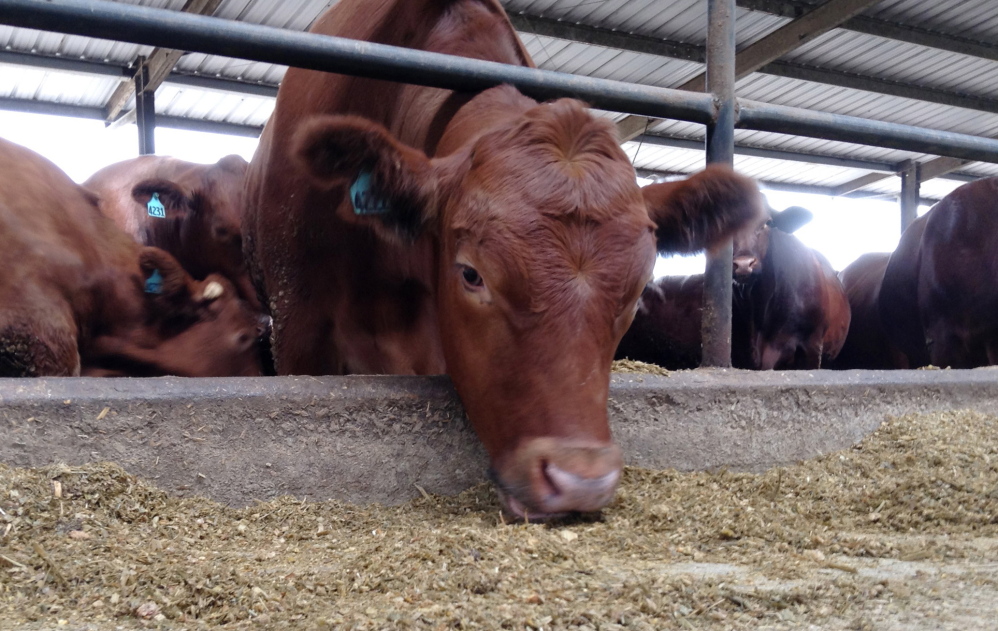 A cow eats in a feedlot at a Florida farm. Beef could take a hit in next year’s version of the government’s dietary guidelines because the panel that creates the guidelines is, for the first time, taking the environment’s health into consideration.
