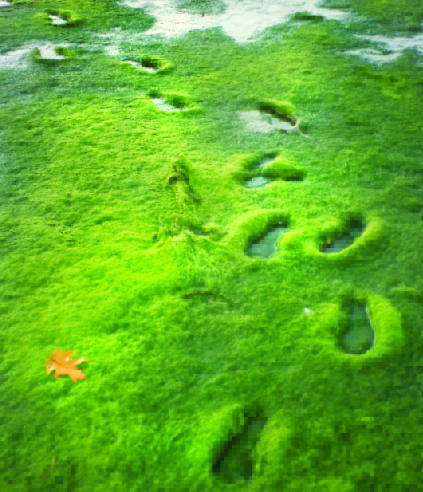 The footprints of Casco Baykeeper Joe Payne sink into large mats of green algae in a cove in Falmouth. Fed by nitrogen from fertilizer, algae can smother clams and other intertidal and mud-dwelling creatures.