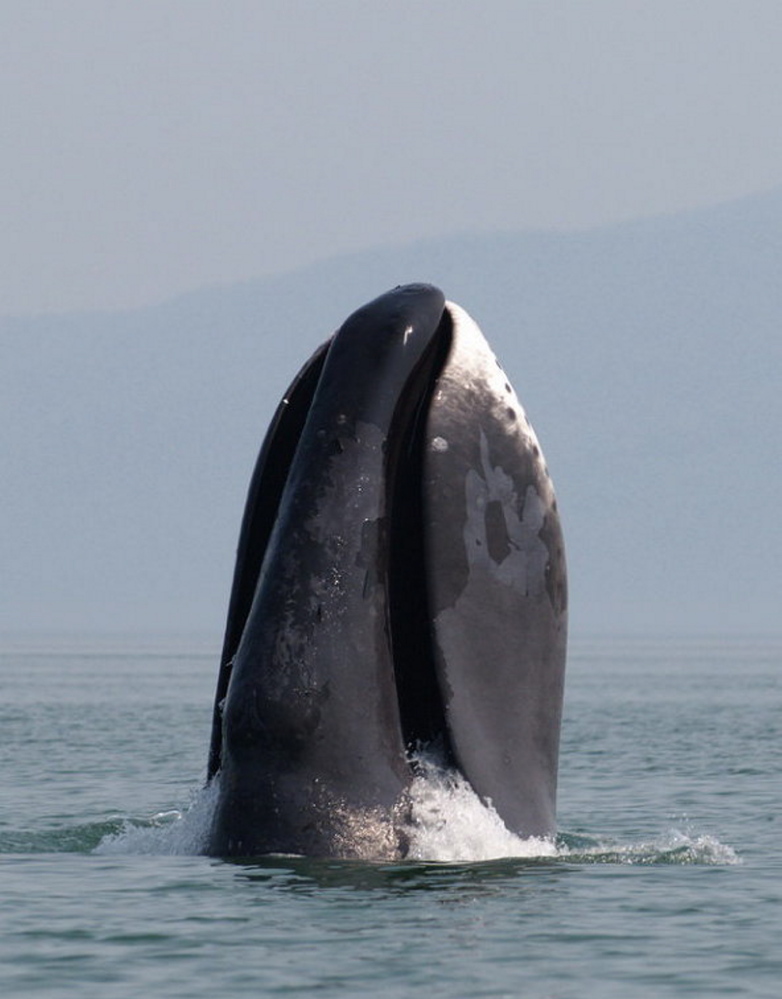 A bowhead whale breaches. Scientists hope that their sequencing of the mammal’s genome will aid in research on human disease and longevity.
