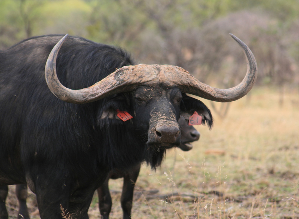 Horn size is king in South Africa’s booming game ranching business where some of the country’s wealthiest compete to breed the biggest and rarest animals. 