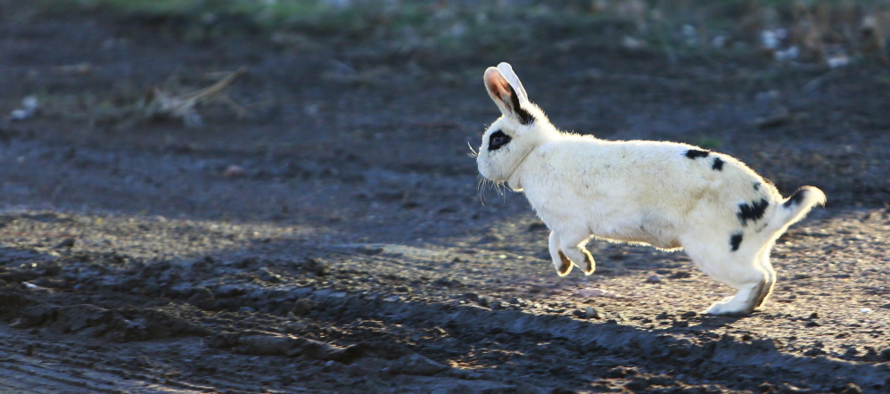 A rabbit runs along a dirt road behind Harry Carman’s home in Culver, Ore. Carman says the rabbits have become a nuisance, but there is little he can do.