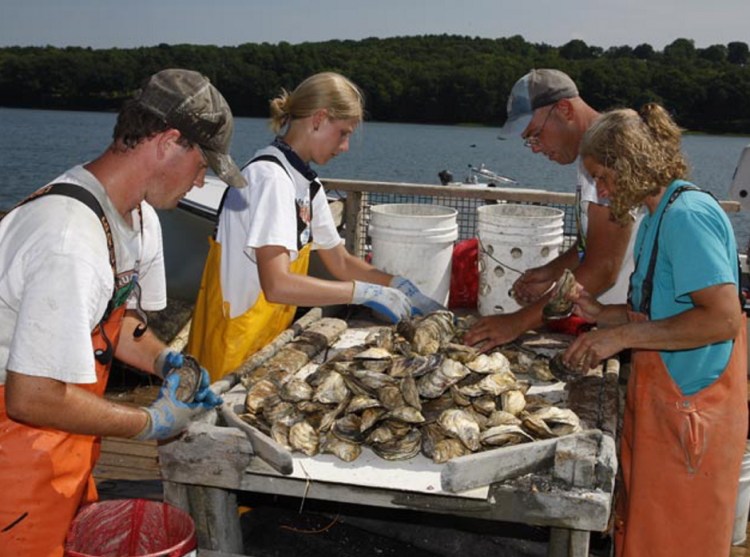 Workers sort oysters raised in the Damariscotta River by  Dodge Cove Marine Farms. Oysters are a distant second to salmon in the ranking of  species farmed in Maine.