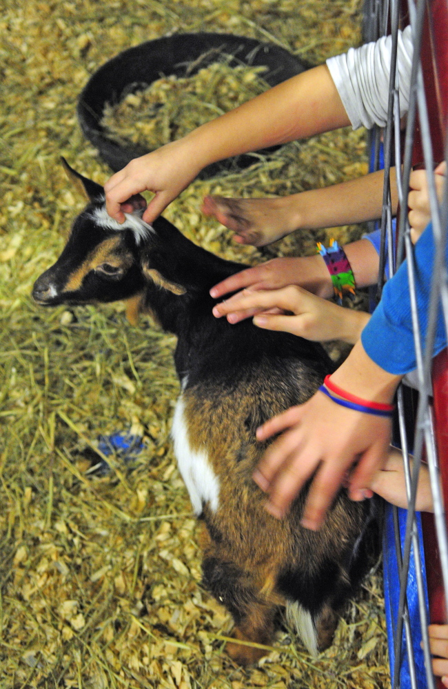 Schoolchildren reach out to pet a Nigerian dwarf goat Thursday during the 74th Agricultural Trades Show at the Augusta Civic Center. Several goats from the Eliza-Rek Farm in Chelsea were on display at the show.