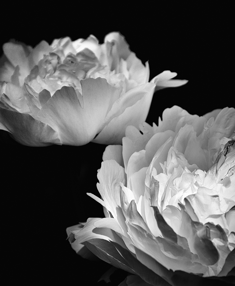 “White Peonies” by Kerry Michaels