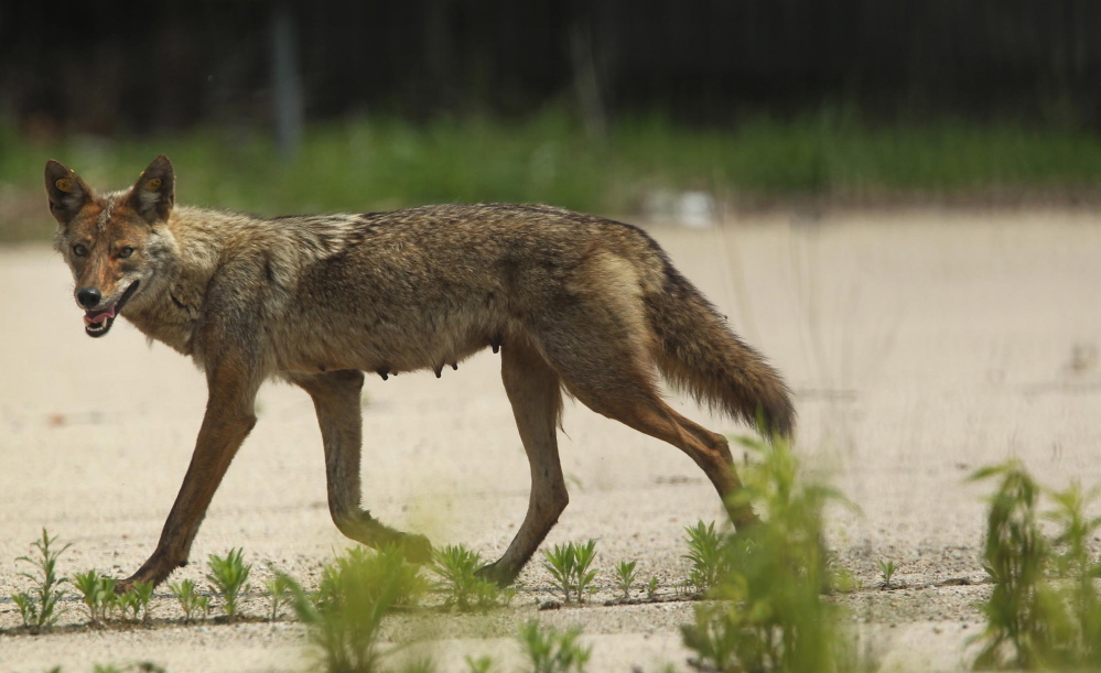 A mother coyote strides through a vacant lot in downtown Chicago last June. “Once they got here, they experienced higher reproduction, more food, and so now they have no reason to leave,” said researcher Stan Gehrt, who estimates that at least 2,000 coyotes live in Chicago.