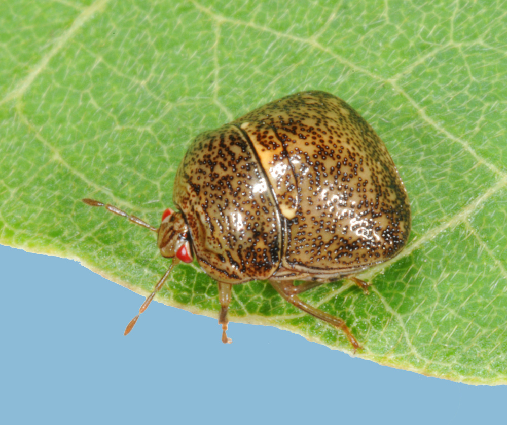 The invasive kudzu bug was first spotted in Georgia 5 1/2 years ago. Since then, the destructive insect has spread 400 to 500 miles north and west, scientists say.