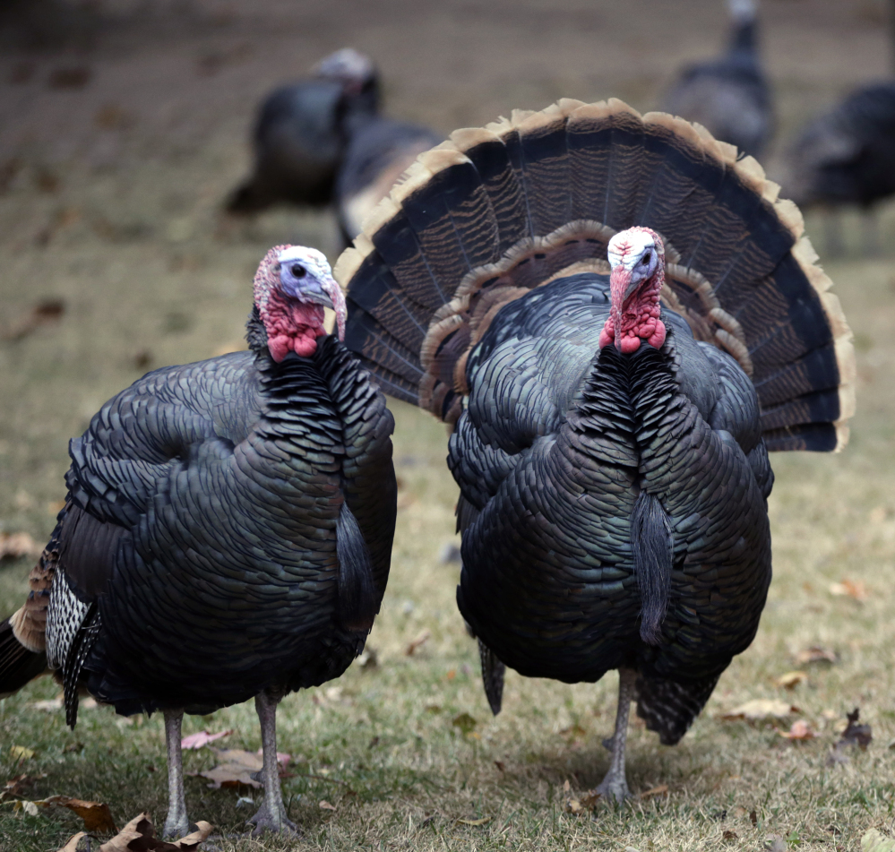 A tumor-causing virus has been found to be more prevalent, but less deadly, than expected in wild turkeys.