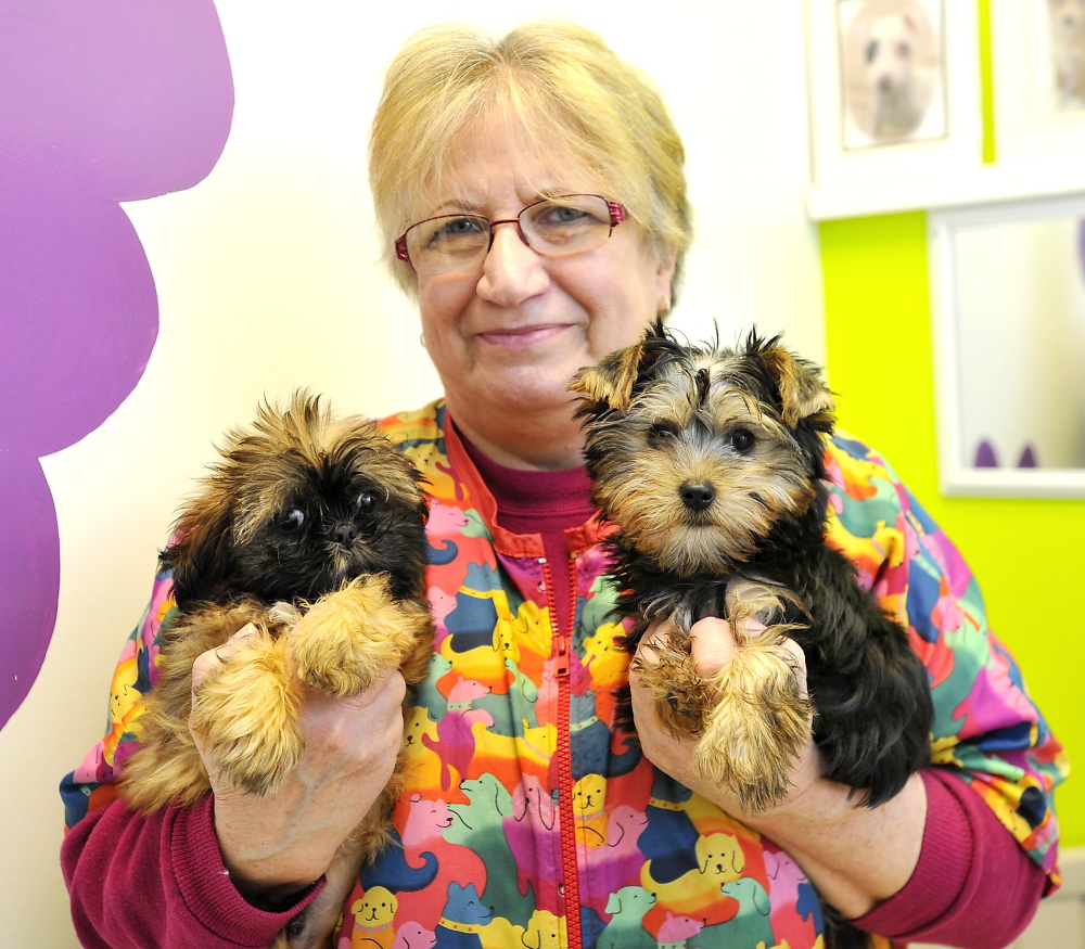 Shirley Thistlewood, manager at Pawz & Clawz Petz in Windham, holds two of the store’s many puppies for sale, Charlie, a Yorkie, left, and Sammy, a Shih Tzu. The owner, Bryant Tracy, says he only sells animals from breeders and kennels licensed by the Department of Agriculture.
