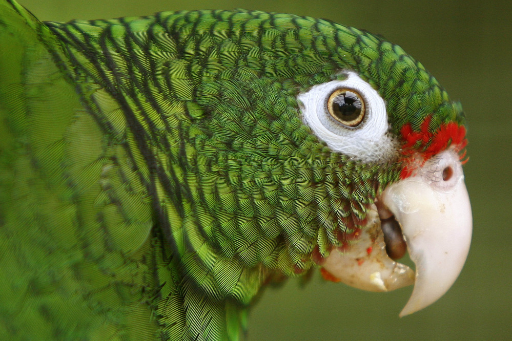 Scientists Wednesday released 15 endangered Puerto Rican parrots, reintroducing them into the wild.