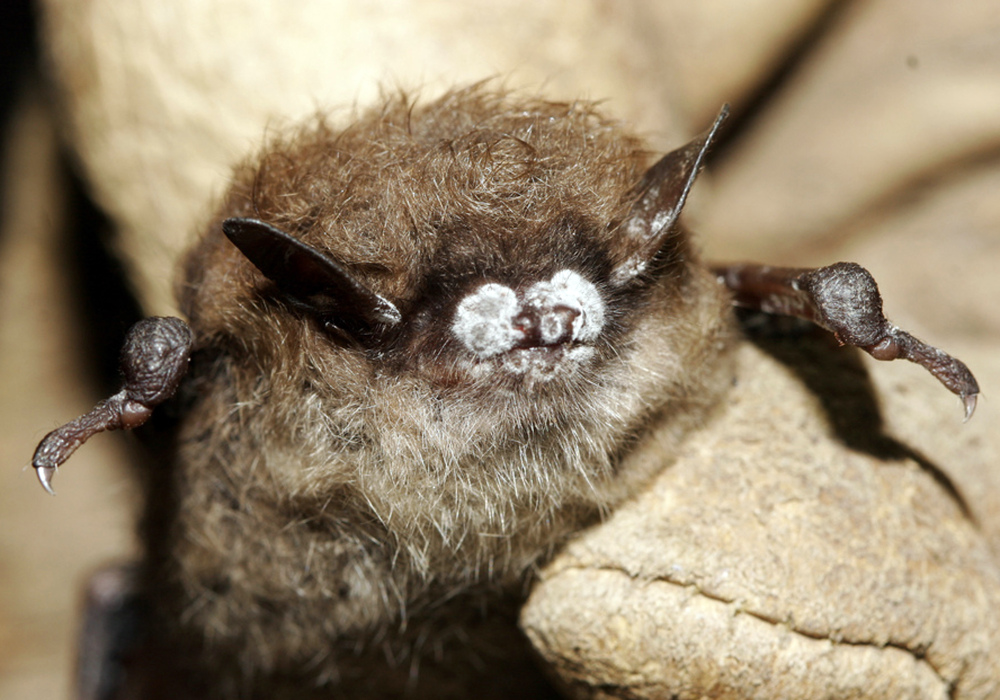A little brown bat in New York exhibits the tell-tale signs of white-nosed syndrome, which has devastated bat populations across much of the U.S. and Canada.