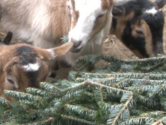 Goats munch on discarded Christmas trees at Westbrook's Smiling Hill Farm.