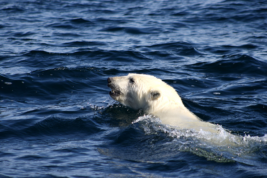 A polar bear swims across open water in the Arctic, which lost more of its ice sheet in 2014. Dark land and open water absorb more energy, keeping yet more heat on an already warming planet, according to the Arctic report card issued in December by NOAA.