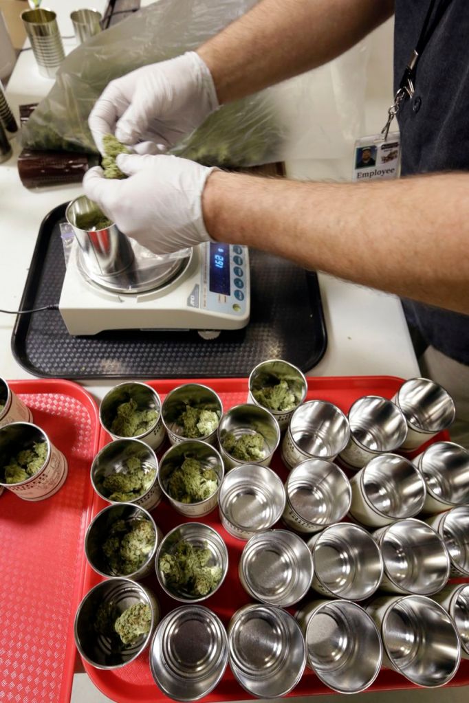 Marijuana is measured in 3.5 gram amounts and placed in cans for packaging at the Pioneer Nuggets marijuana growing facility in Arlington, Wash. The Associated Press