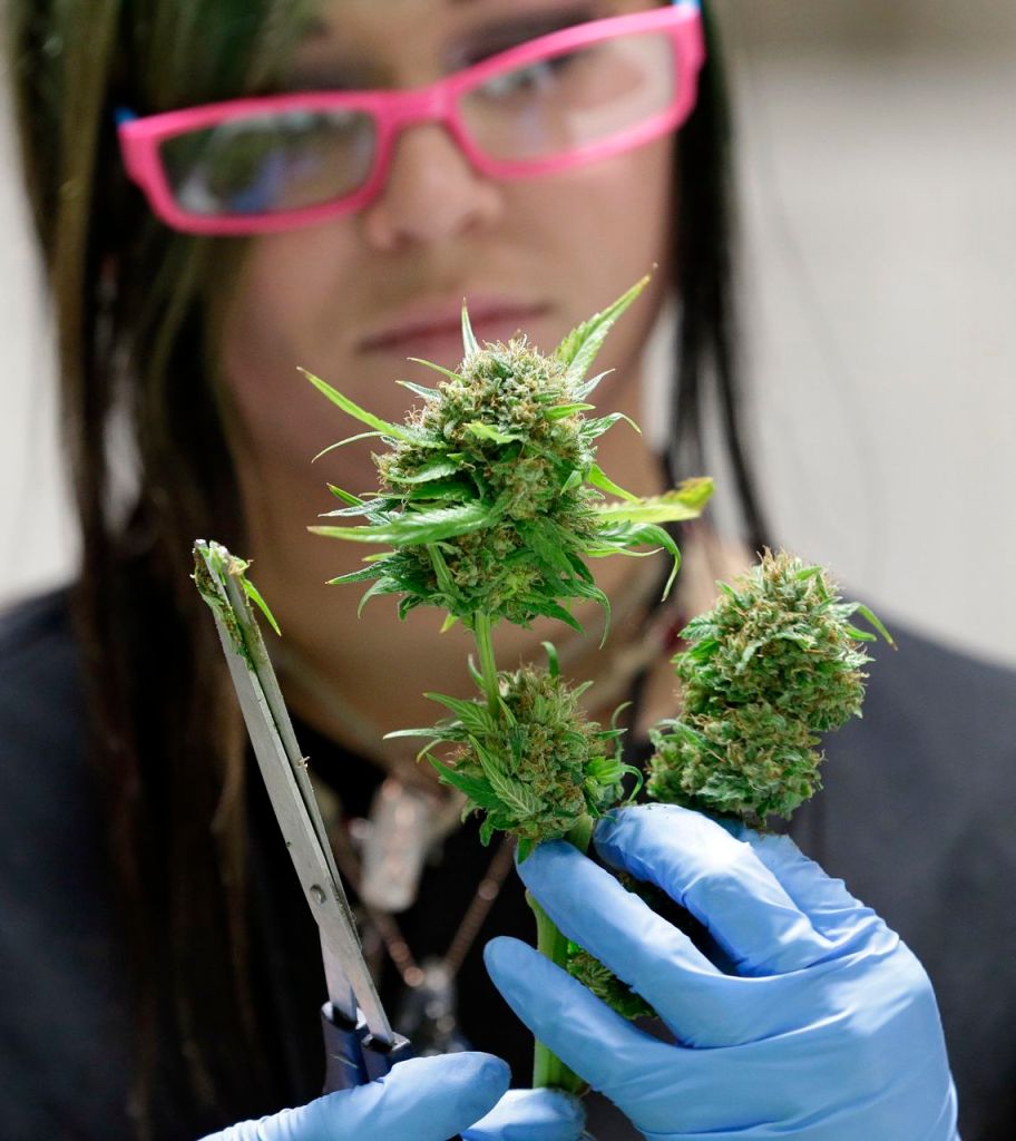 Ashley Green trims a marijuana flower at the Pioneer Nuggets marijuana growing facility in Arlington, Wash.  The Associated Press