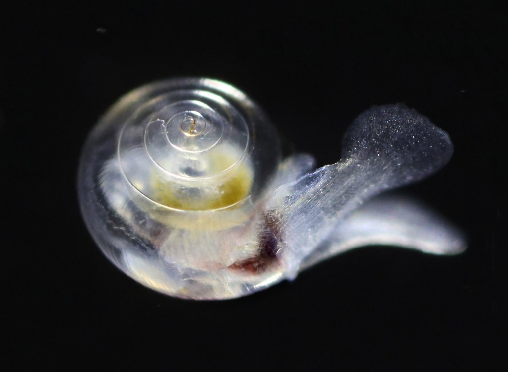 Tiny, translucent snails, also known as "sea butterflies," provide food for salmon, herring and other fish. Seen under a microscope, this one's shell is smooth.