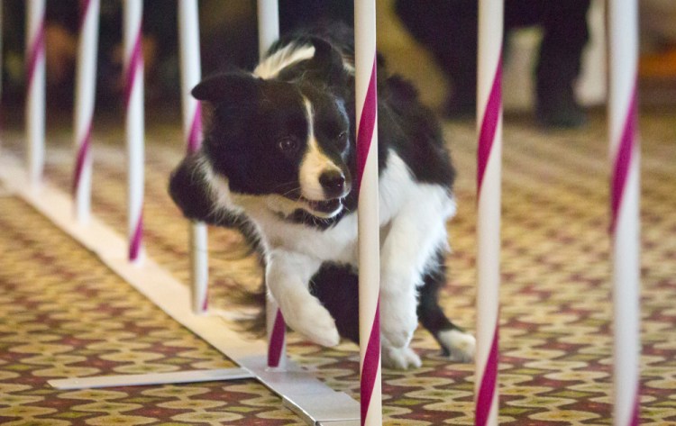 Lynus, a Border Collie owned by Authur and Janyce Selkin, from Rhinebeck, N.Y. , runs an agility trial, during a press preview for the 139th Annual Westminster Kennel Club Dog Show, Wednesday, Jan. 21, in New York.