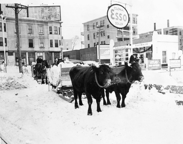 Oxen hauling snow from in front of the Colonial Esso on Washington Avenue in Portland around 1938.