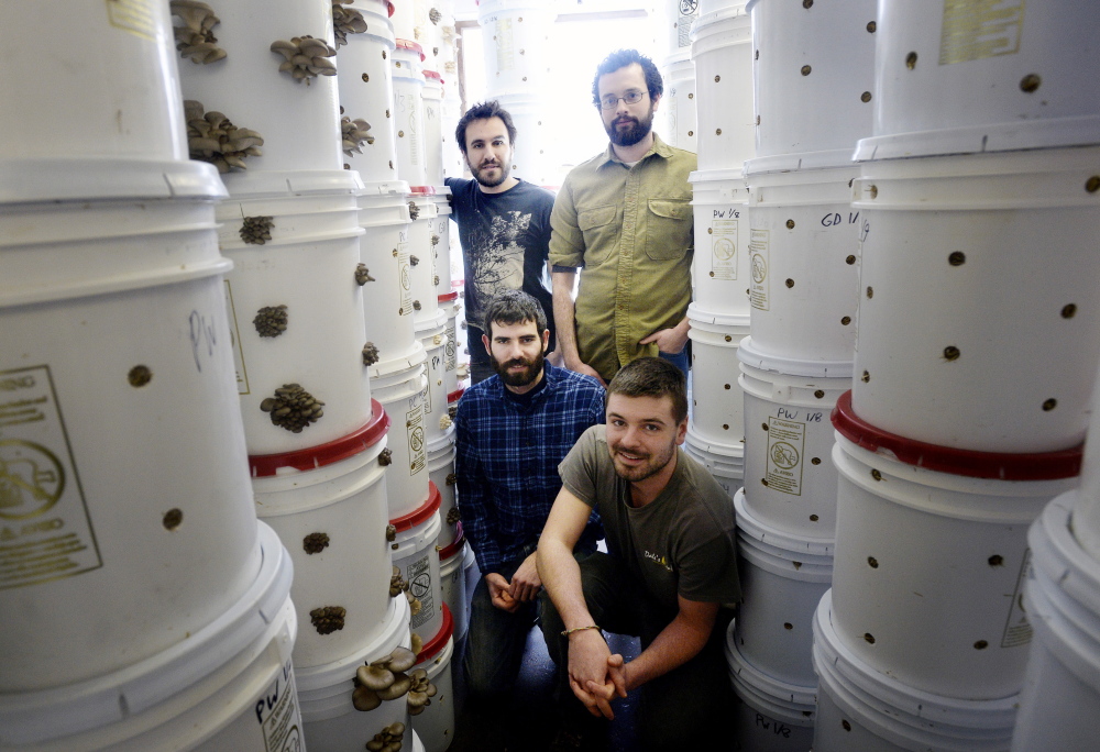 The North Spore gang in the fruiting room in Westbrook. Front row, from left: Co-founder Eliah Thanhauser and employee Jason Barton. Back row, from left: Co-founders Matt McInnis and Jon Carver.