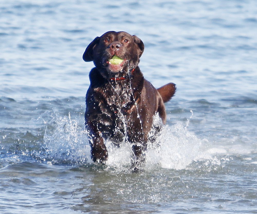 Cody, an 8-year-old chocolate Labrador retriever, fetches a ball thrown by owner Mike Yellen at Willard Beach on Sunday. Sen. David Dutremble wants to make the Labrador retriever the state dog.