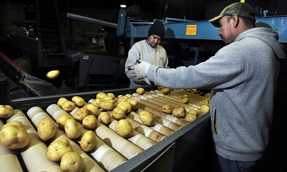 Workers inspect potatoes at a Maine processing facility. A nonprofit organization reversed itself and said white potatoes should be eligible for subsidized vouchers under the government’s Women, Infants and Children program.