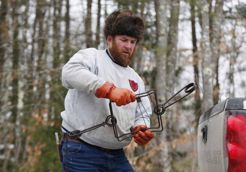 Brian Cogill prepares a trap he uses to catch beaver in Limington. Market slowdowns in big fur-buying countries like Russia, China and Korea are hurting prices.