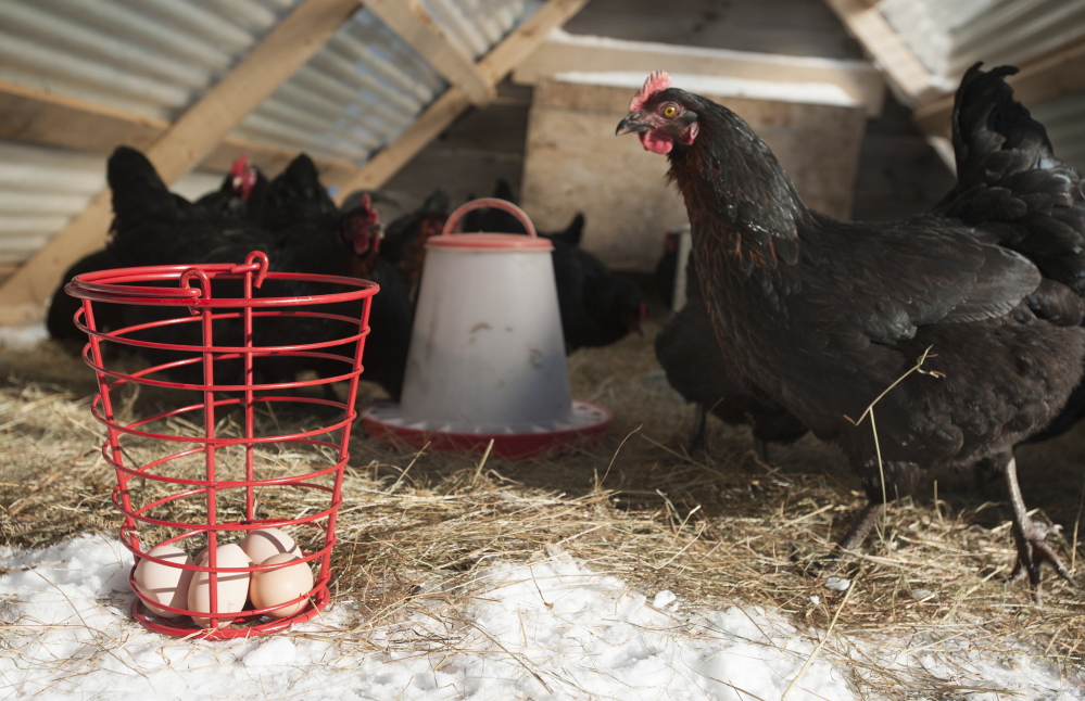 A Black Star hen keeps watch over its eggs at Spruce Mill Farm in Dover-Foxcroft.