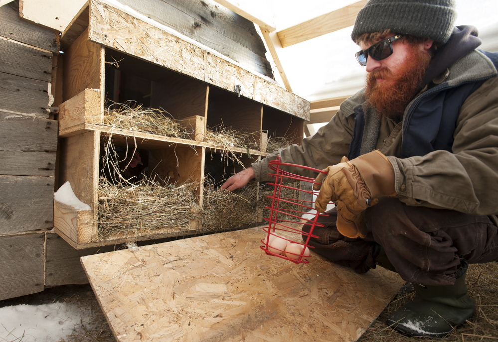 Dustin Colbry searches for eggs in a henhouse at Spruce Mill Farm.